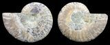 Polished Ammonite Pair - Agatized #56303-1